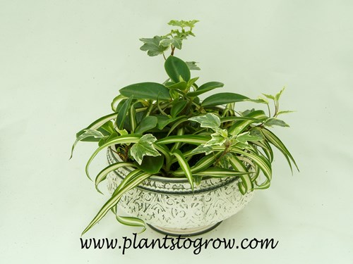 A combination of Peperomia 'Pixie,’ Variegated English Ivy, and Spider Plant. The first four images are of high school Horticulture dish gardens.